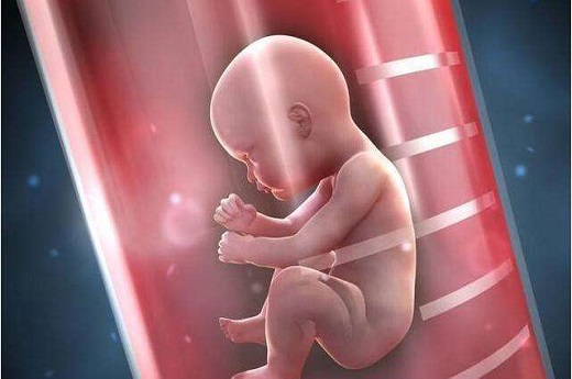 试管婴儿是用什么胚胎的