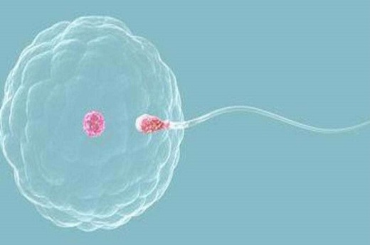 试管婴儿卵细胞培养到什么时候