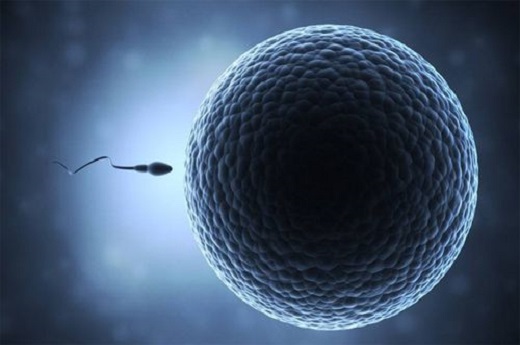 试管婴儿胚胎植入后注意什么